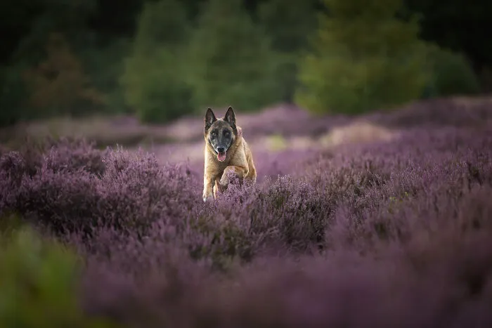 I Am A Photographer Who Is Passionate About Dogs And Their Adorable Expressions In Nature; Here Are The Recent Shots I Captured (30 New Pics)