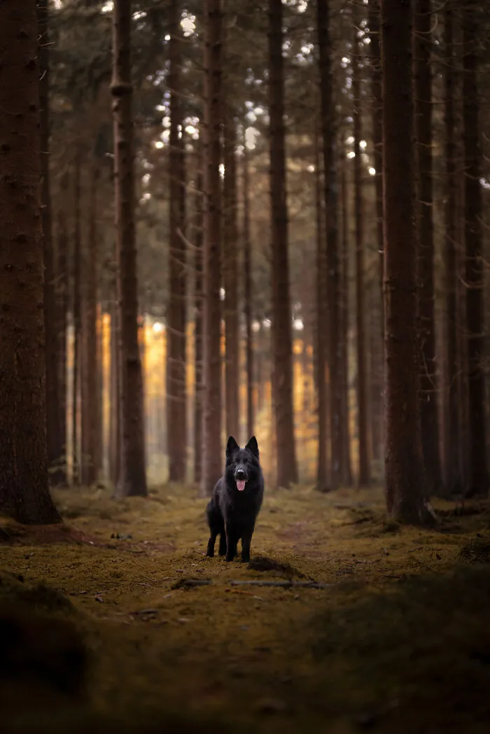 I Am A Photographer Who Is Passionate About Dogs And Their Adorable Expressions In Nature; Here Are The Recent Shots I Captured (30 New Pics)