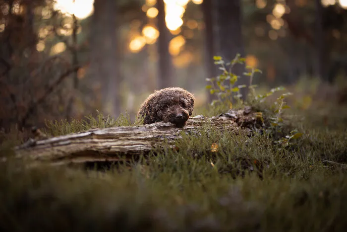 I Am A Photographer Who Is Passionate About Dogs And Their Adorable Expressions In Nature; Here Are The Recent Shots I Captured (30 New Pics)