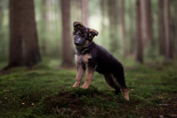 I Am A Photographer Who Is Passionate About Dogs And Their Adorable Expressions In Nature; Here Are The Recent Shots I Captured (30 New Pics)
