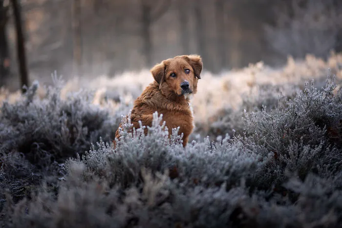 I Am A Photographer Who Is Passionate About Dogs And Their Adorable Expressions In Nature; Here Are The Recent Shots I Captured (30 New Pics)