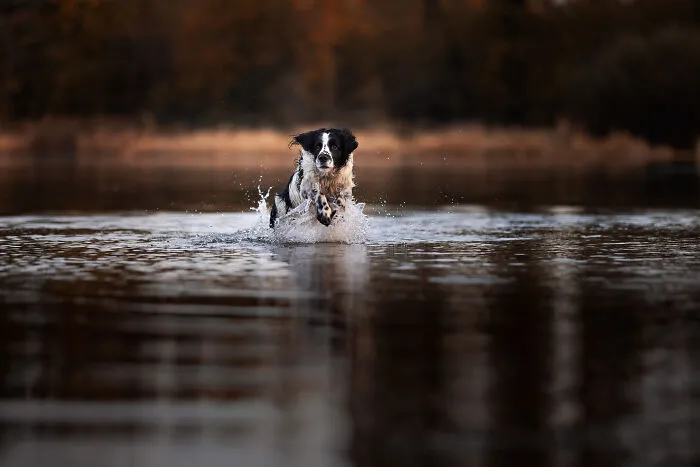 I Am A Photographer Who Is Passionate About Dogs And Their Adorable Expressions In Nature; Here Are The Recent Shots I Captured (30 New Pics)