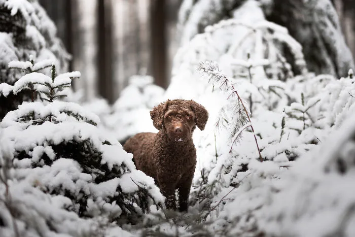 I Am A Photographer Who Is Passionate About Dogs And Their Adorable Expressions In Nature; Here Are The Recent Shots I Captured (30 New Pics)