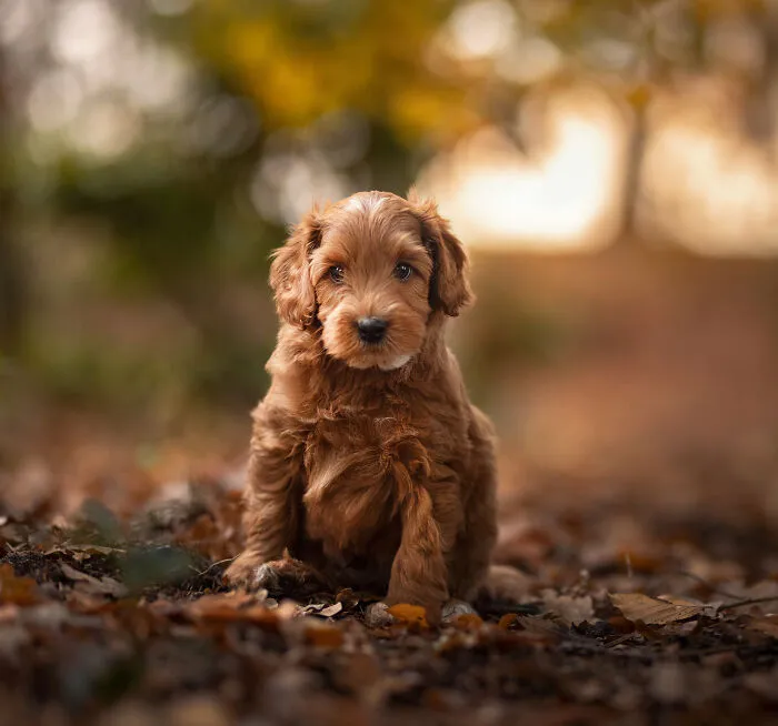 I Am A Photographer Who Is Passionate About Dogs And Their Adorable Expressions In Nature; Here Are The Recent Shots I Captured (30 New Pics)
