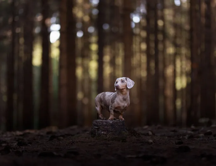 I Am A Photographer Who Is Passionate About Dogs And Their Adorable Expressions In Nature; Here Are The Recent Shots I Captured (30 New Pics)