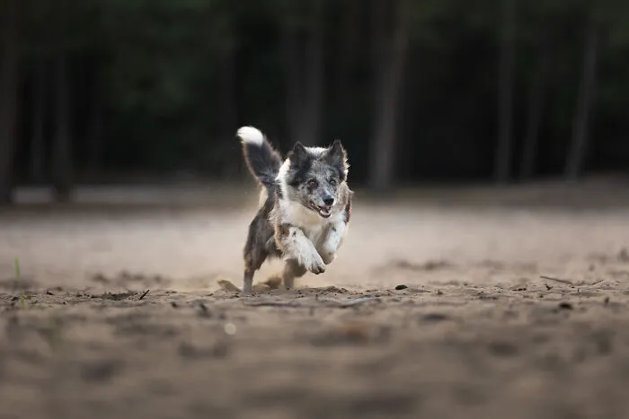 I Am A Photographer Who Is Passionate About Dogs And Their Adorable Expressions In Nature; Here Are The Recent Shots I Captured (30 New Pics)