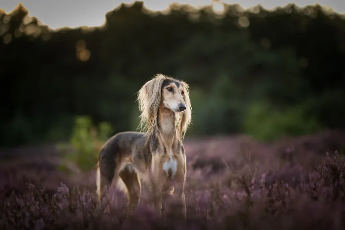 I Am A Photographer Who Is Passionate About Dogs And Their Adorable Expressions In Nature; Here Are The Recent Shots I Captured (30 New Pics)