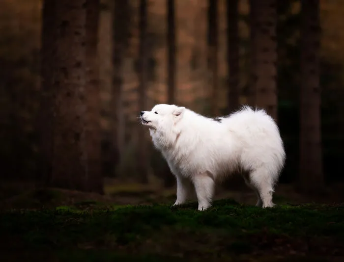 I Am A Photographer Who Is Passionate About Dogs And Their Adorable Expressions In Nature; Here Are The Recent Shots I Captured (30 New Pics)