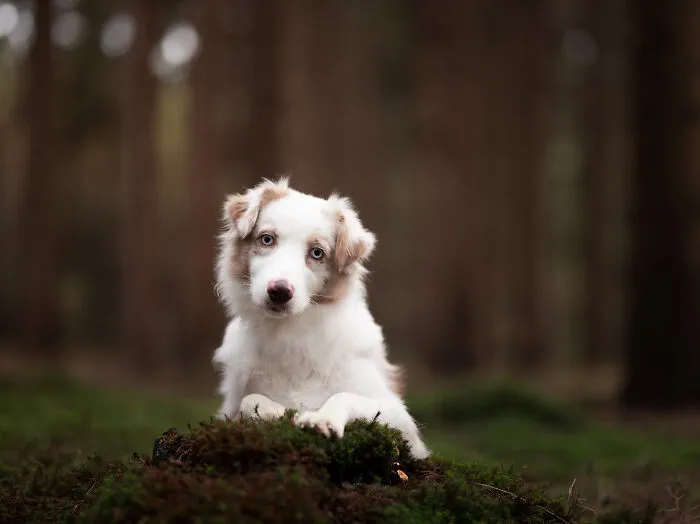 I Am A Photographer Who Is Passionate About Dogs And Their Adorable Expressions In Nature; Here Are The Recent Shots I Captured (30 New Pics)