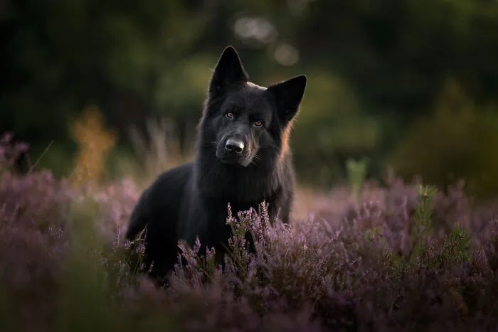 I Am A Photographer Who Is Passionate About Dogs And Their Adorable Expressions In Nature; Here Are The Recent Shots I Captured (30 New Pics)
