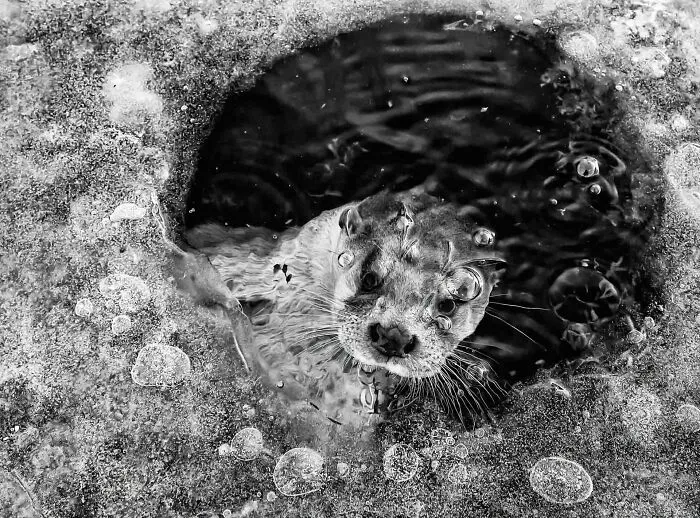  Categoría “Blanco y negro”: Ganador, Nutria en el agujero de hielo por Ernst Dirksen