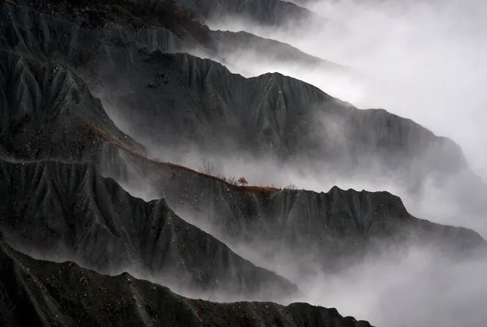 Categoría “Paisajes”: Segundo lugar, Árbol resiliente por Gianluca Gianferrari