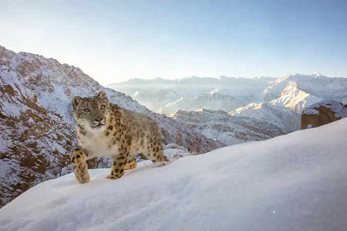 Category Mammals: Winner, 'The World Is Mine' By Sascha Fonseca