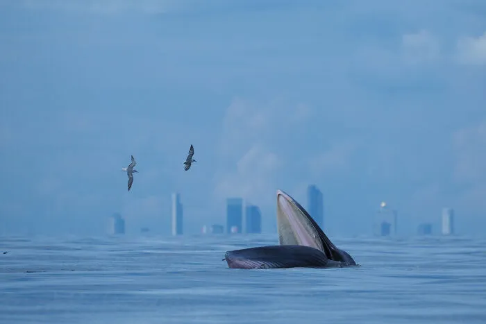 Categoría “Juventud”: Mención de honor, La ballena de mi ciudad por Jomtup Charoenlapnumchai