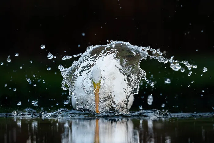Categoría “Naturaleza de De lage landen”: Mención de honor, Fallido por David Pattyn