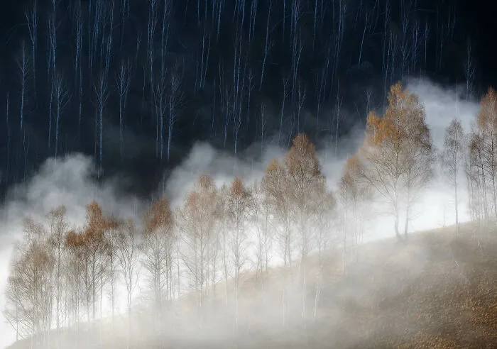Category Plants And Fungi: Winner, 'Cold And Warm' By Soare Laurentiu