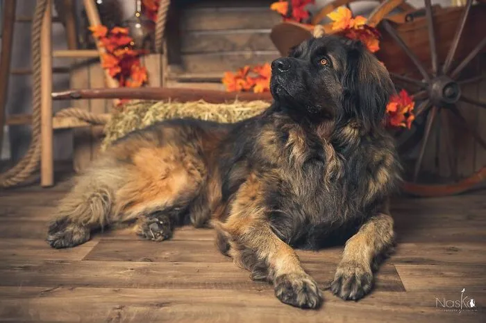 I Am A Professional Pet Photographer, And These Are The Best Shots I Took (25 Pics)