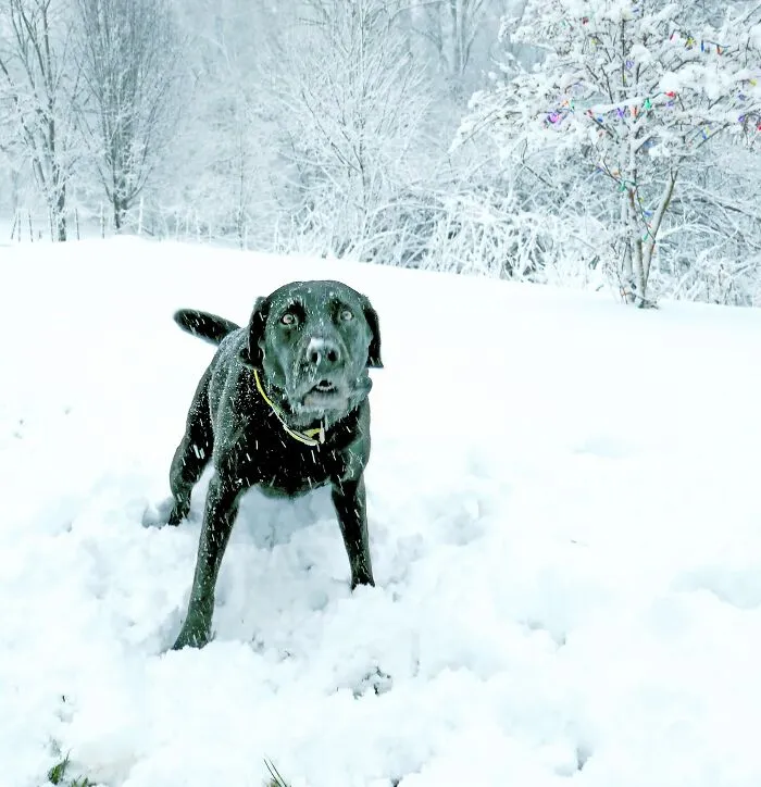 C'mon, Throw Another Snow Ball.  I'll Catch It This Time!