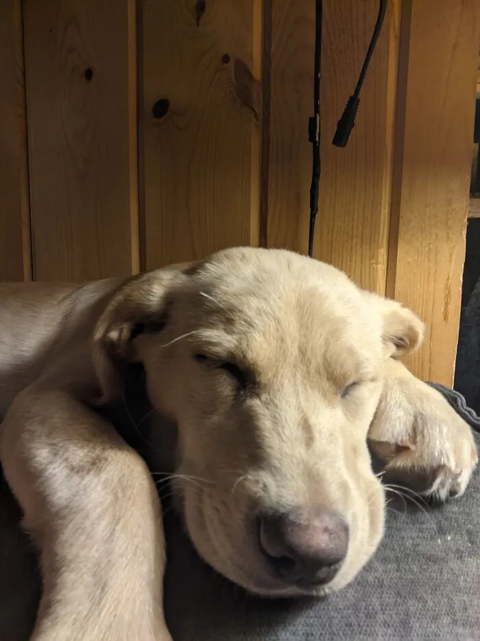 Puppyhood Is Exhausting