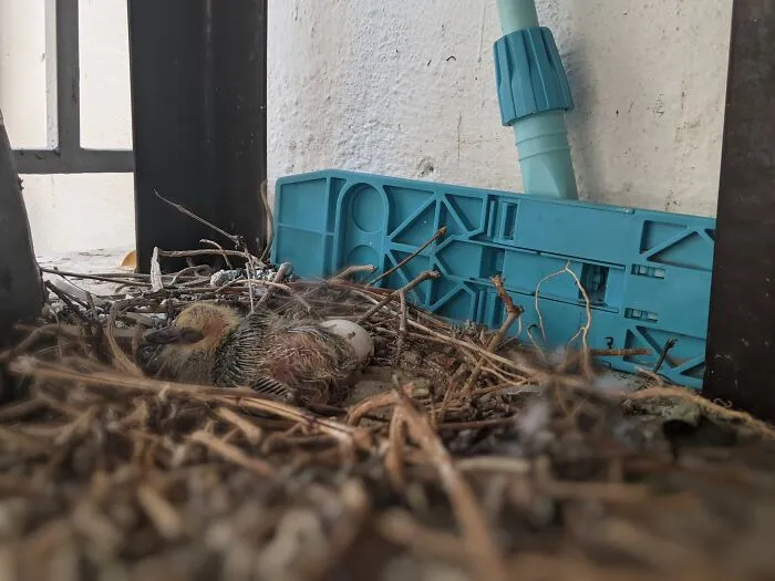 Baby Pigeon