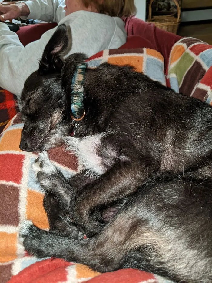 Our House Werewolf Always Curls Into A Ball When She Naps