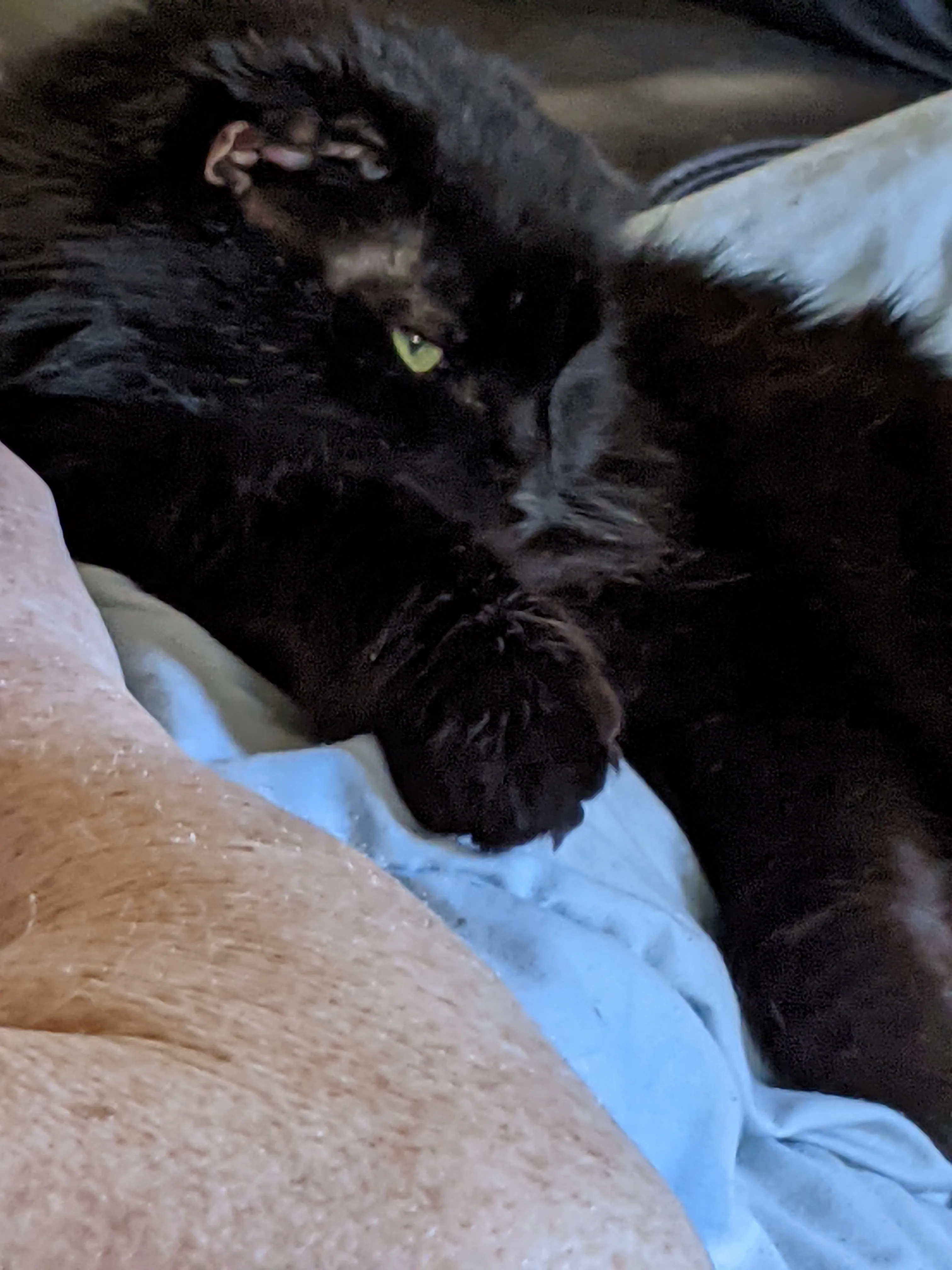 10+year Old Black Stray Cat Rescued,
thrives With Help
of Two Caring Folks