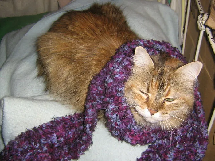Ragamuffin Wearing My Hand-Knit Scarf