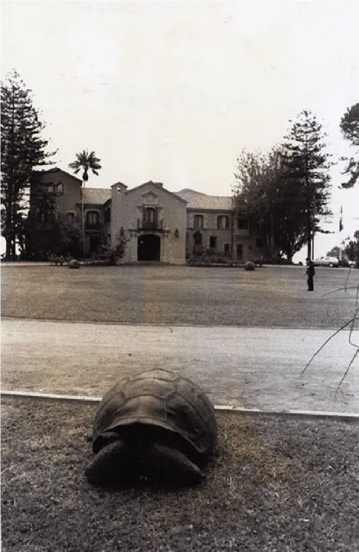The Presidential Turtle