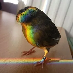 TransBean