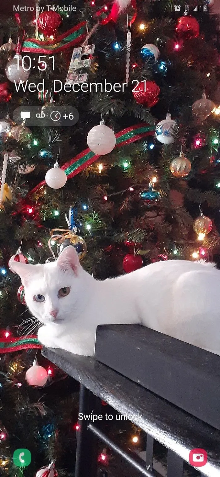 I Cycle Through My Pets Each Month, December Belongs To Toph