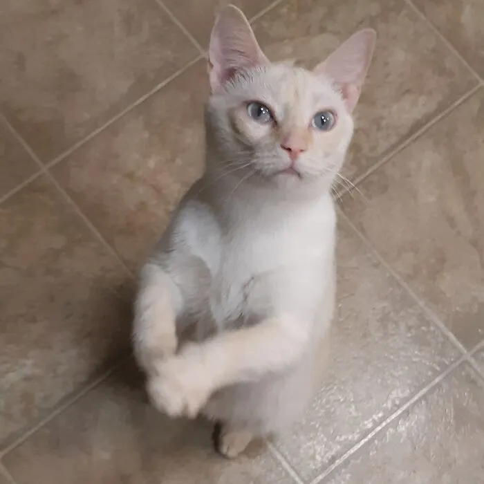My Cat Sunny Trying To Act Cute For Treats (He Succeeded)