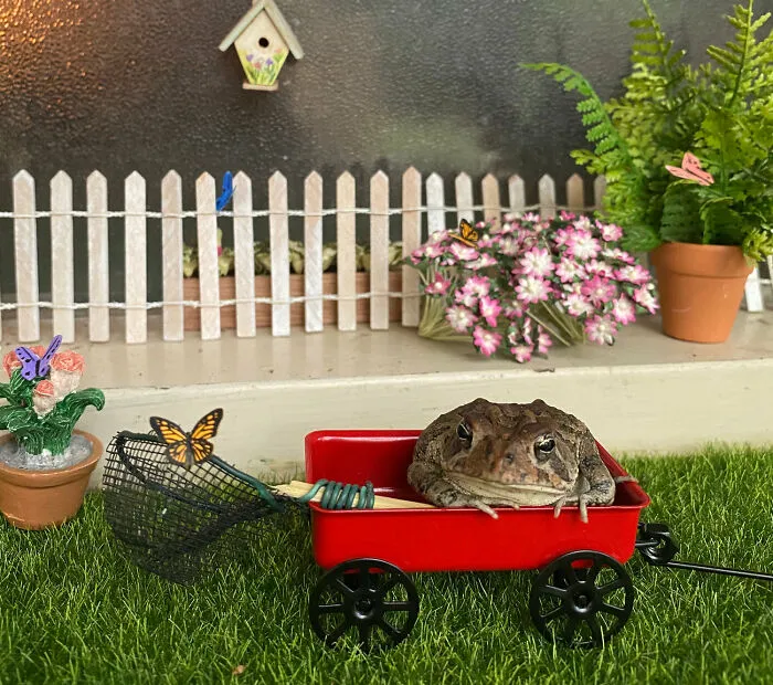 69 Pictures Of Toby The Toad Living An Old Man’s Life In This Decorated Dollhouse
