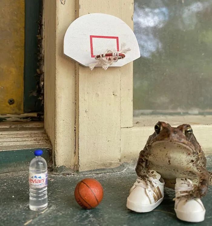 69 Pictures Of Toby The Toad Living An Old Man’s Life In This Decorated Dollhouse