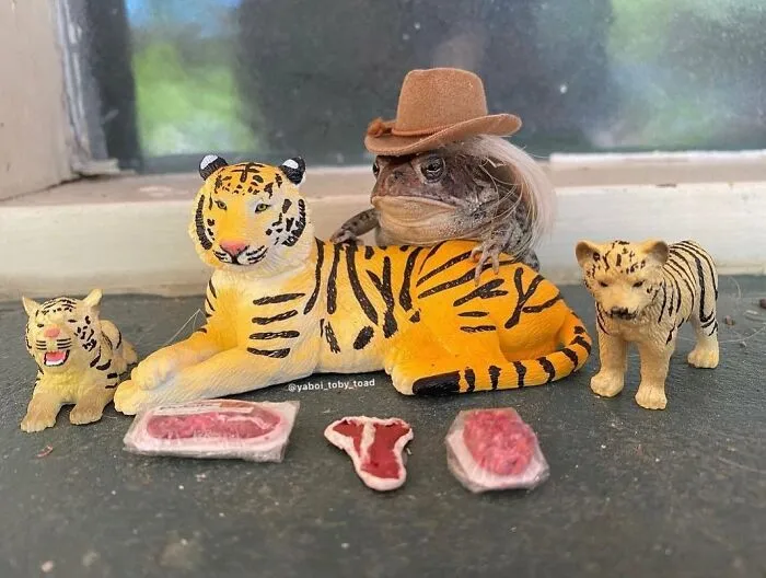 69 Pictures Of Toby The Toad Living An Old Man’s Life In This Decorated Dollhouse