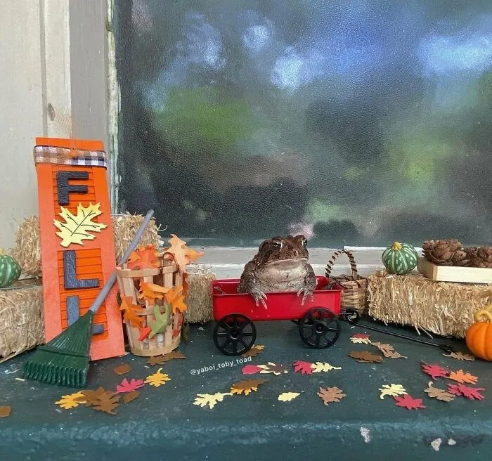 69 Pictures Of Toby The Toad Living An Old Man’s Life In This Decorated Dollhouse