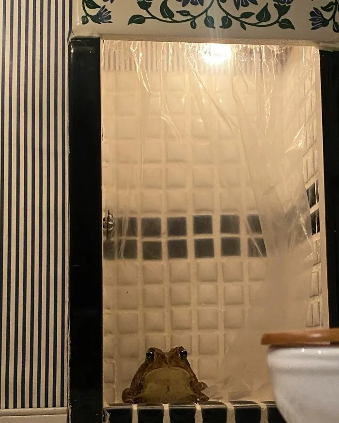 69 Pictures Of Toby The Toad Living An Old Man’s Life In This Decorated Dollhouse
