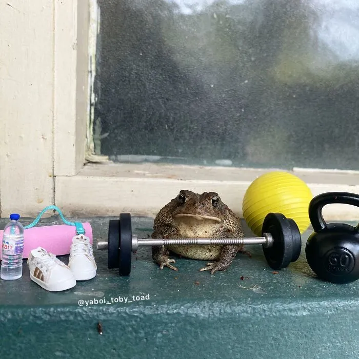 69 Pictures Of Toby The Toad Living An Old Man’s Life In This Decorated Dollhouse