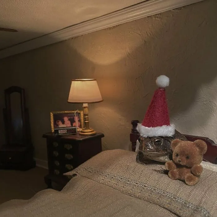 69 Pictures Of Toby The Toad Living An Old Man’s Life In This Decorated Dollhouse