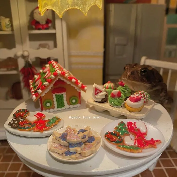 69 Pictures Of Toby The Toad Living An Old Man’s Life In This Decorated Dollhouse