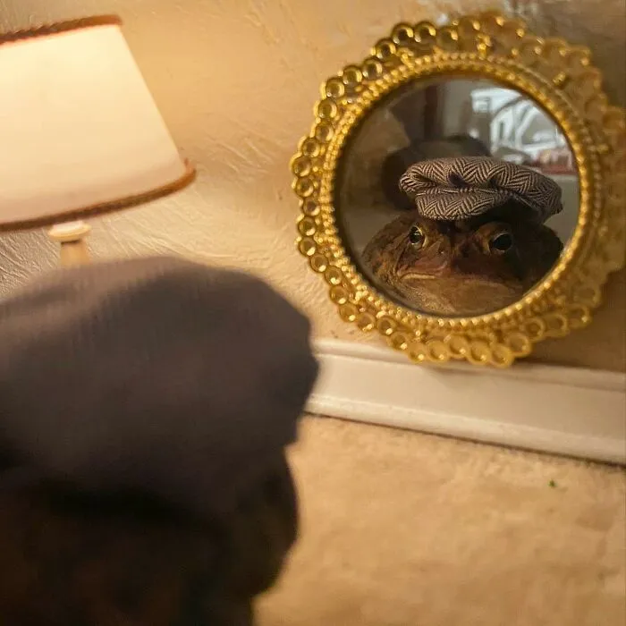 69 Pictures Of Toby The Toad Living An Old Man’s Life In This Decorated Dollhouse