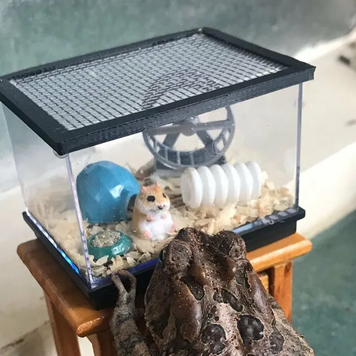 69 Pictures Of Toby The Toad Living An Old Man’s Life In This Decorated Dollhouse