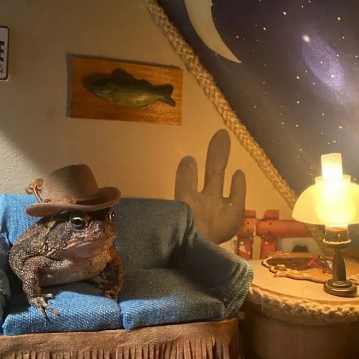 69 Pictures Of Toby The Toad Living An Old Man’s Life In This Decorated Dollhouse