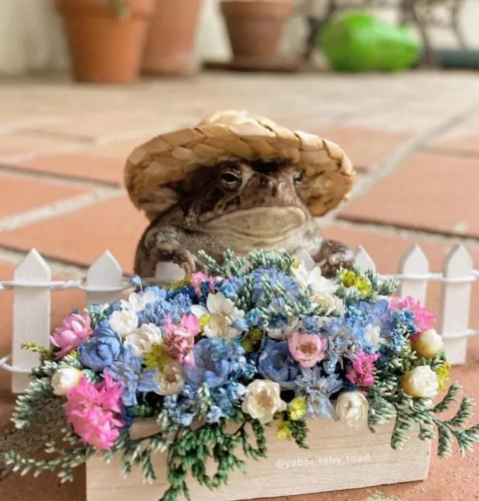 69 Pictures Of Toby The Toad Living An Old Man’s Life In This Decorated Dollhouse