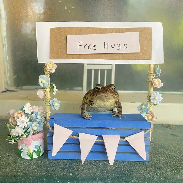69 Pictures Of Toby The Toad Living An Old Man’s Life In This Decorated Dollhouse
