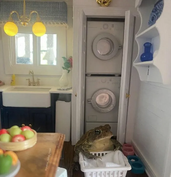 69 Pictures Of Toby The Toad Living An Old Man’s Life In This Decorated Dollhouse