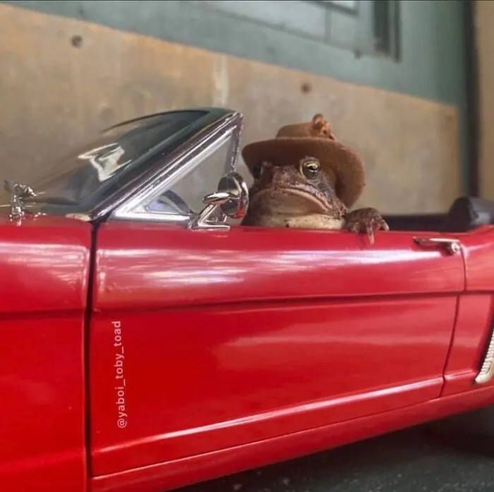 69 Pictures Of Toby The Toad Living An Old Man’s Life In This Decorated Dollhouse