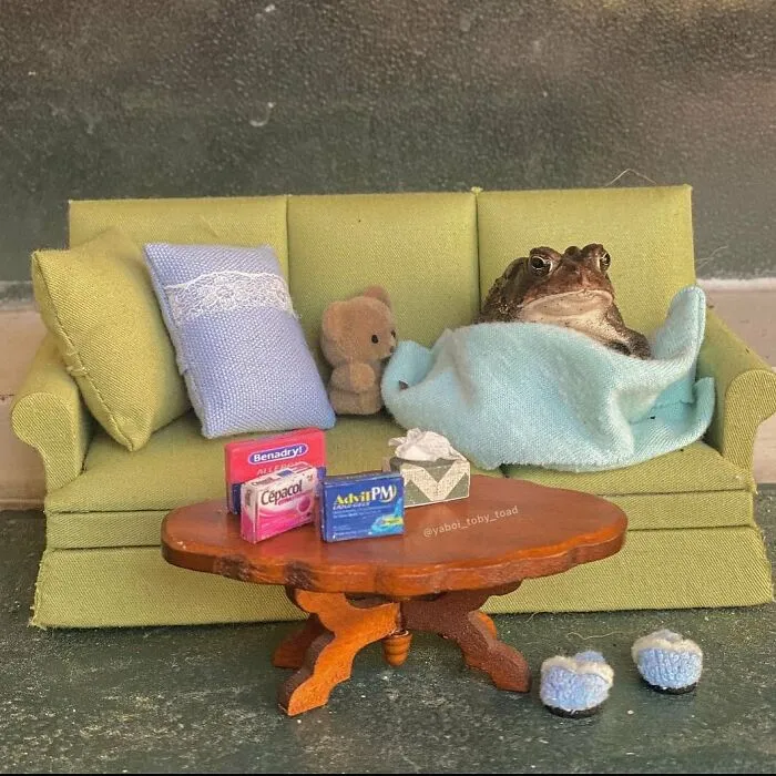 69 Pictures Of Toby The Toad Living An Old Man’s Life In This Decorated Dollhouse