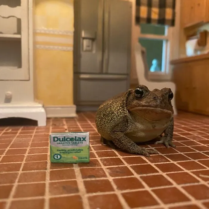 69 Pictures Of Toby The Toad Living An Old Man’s Life In This Decorated Dollhouse