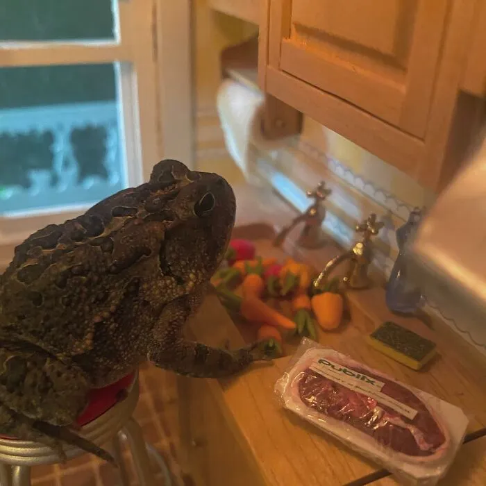 69 Pictures Of Toby The Toad Living An Old Man’s Life In This Decorated Dollhouse