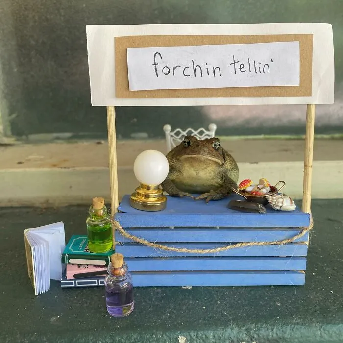 69 Pictures Of Toby The Toad Living An Old Man’s Life In This Decorated Dollhouse